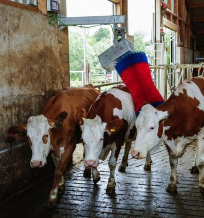 Brosse a Vache Electrique Simple
