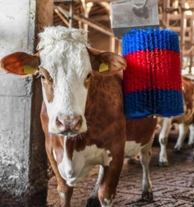 Brosse a Vache Electrique Simple