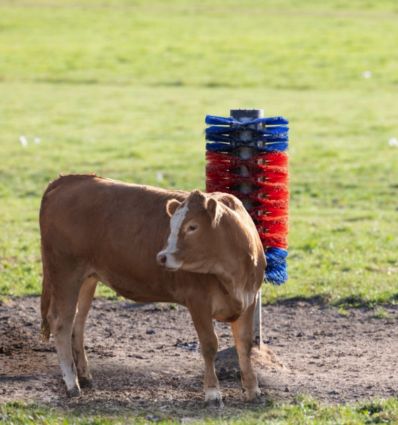 Brosse pour Vache sur Poteau