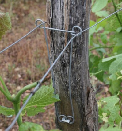 Ecarteur Vigne (lot de 100)