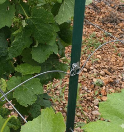 Ecarteur Vigne (lot de 100)
