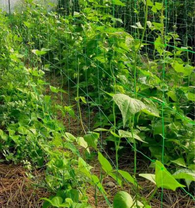 Filet à ramer biodégradable 250m