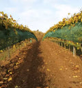 Filet anti grele pour vigne