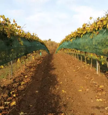 Filet anti grele pour vigne