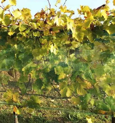 Filet anti grele pour vigne