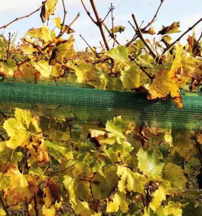Filet anti grele pour vigne