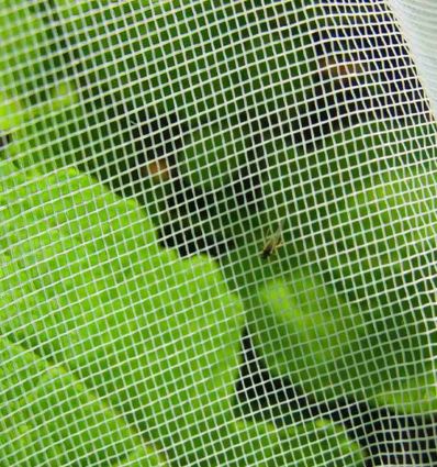 Filet anti insecte maraichage pour sol