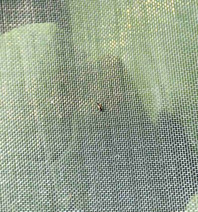 Filet anti insecte maraichage pour sol