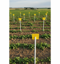 Jalon plastique agricole (lot de 100)