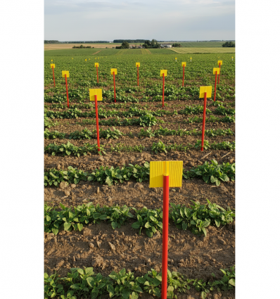 Jalon plastique agricole (lot de 100)