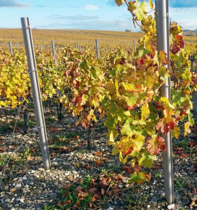 Piquet Vigne PVC (lot de 50)