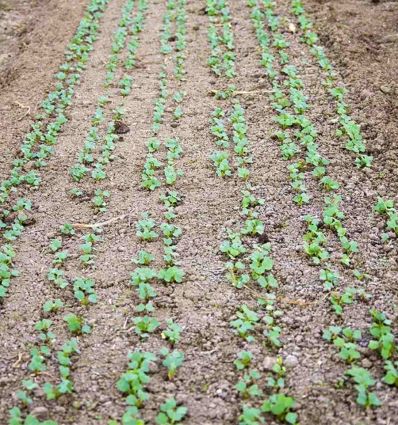 Semoir de précision de 1 à 12 rangs